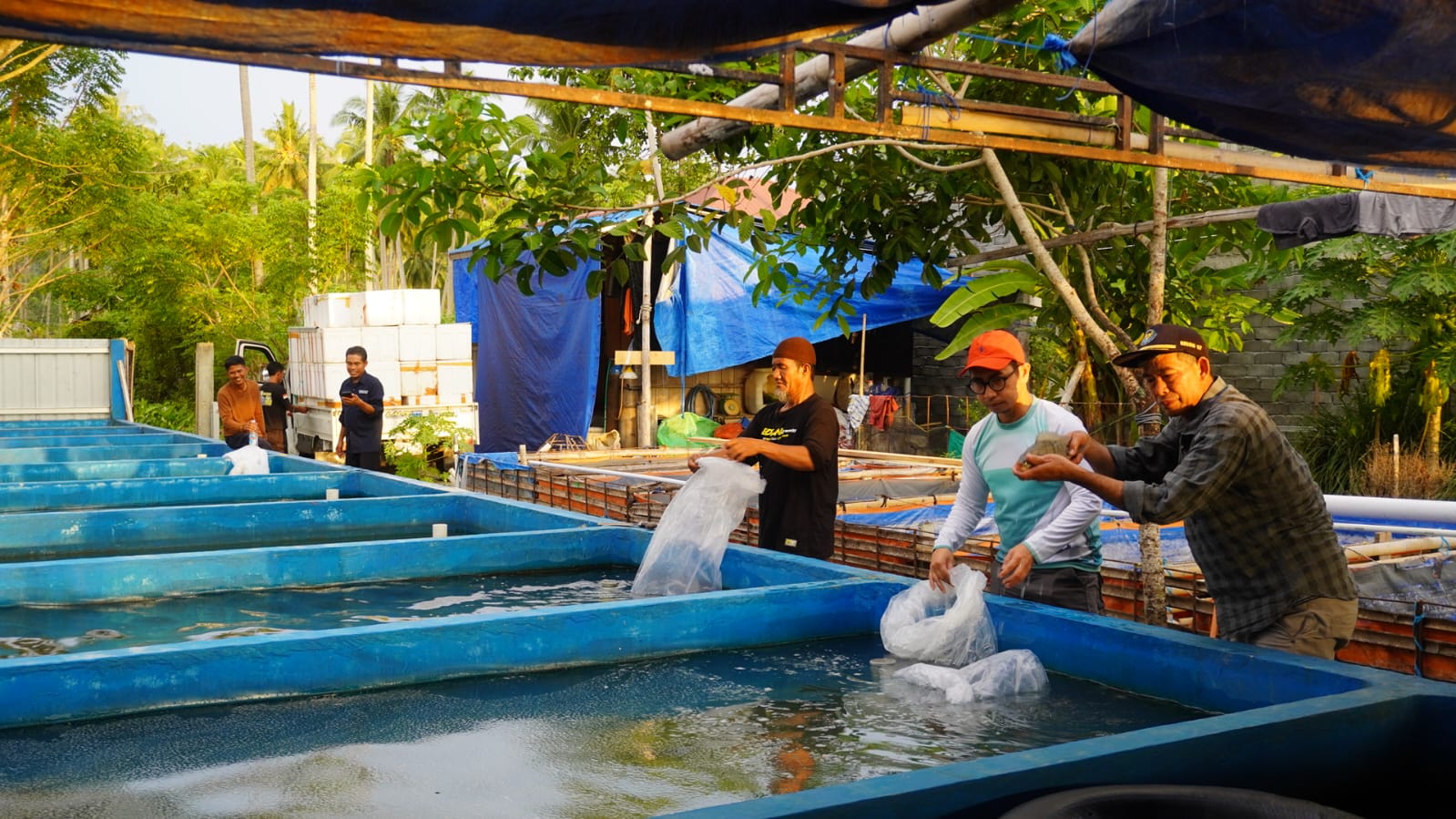 DKP Sulbar Gandeng UPR, Gelontorkan Ribuan Bibit Nila untuk Warga Pasangkayu dan Mamuju Tengah