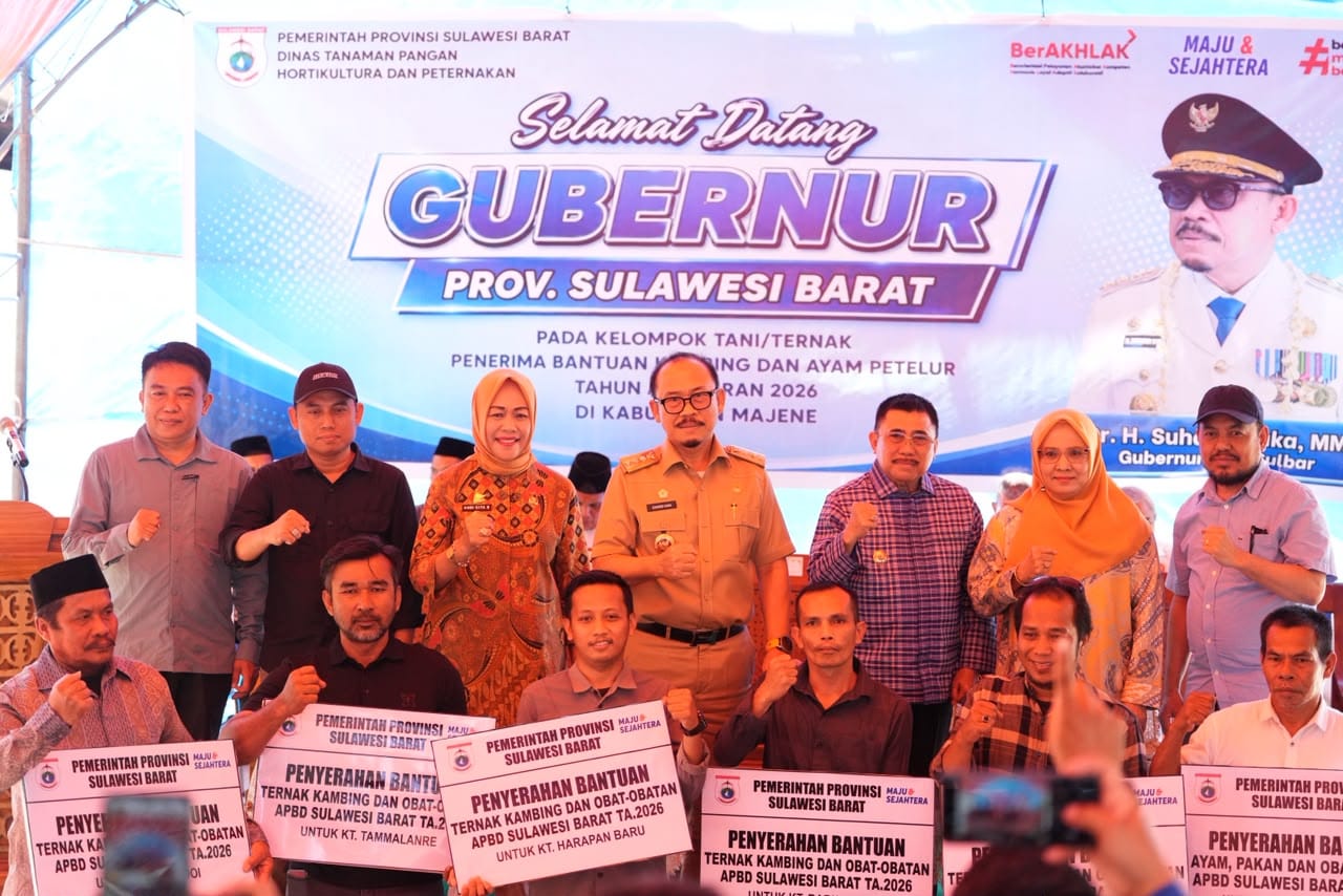 Pemprov Sulbar Salurkan 304 Kambing dan 2.200 Ayam Petelur ke Kelompok Tani Majene